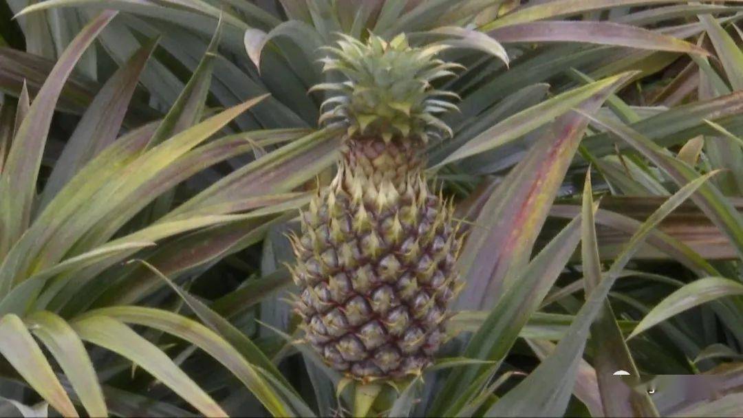 凤梨要怎么种 1530180765ce43518b47fd948efe3744.jpeg