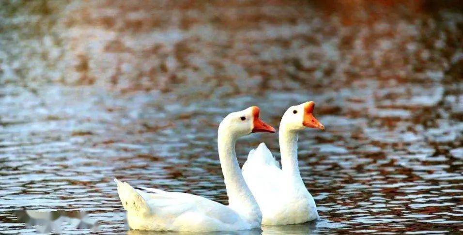 鹅鹅鹅作者是谁写的几岁写的 237f302385f24c47ae514aa5a34d83fa.jpeg