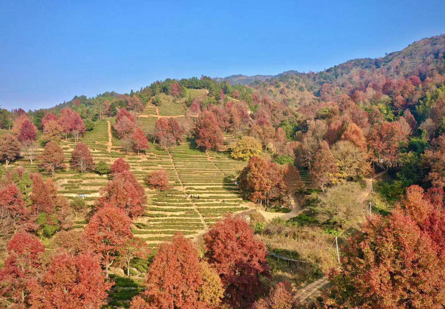 茶园内姹紫嫣红的冬日景象,满山枫林尽染,河源市东源县曾田镇上坑村的