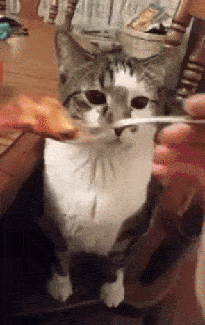 没有人能不爱沙雕猫猫图