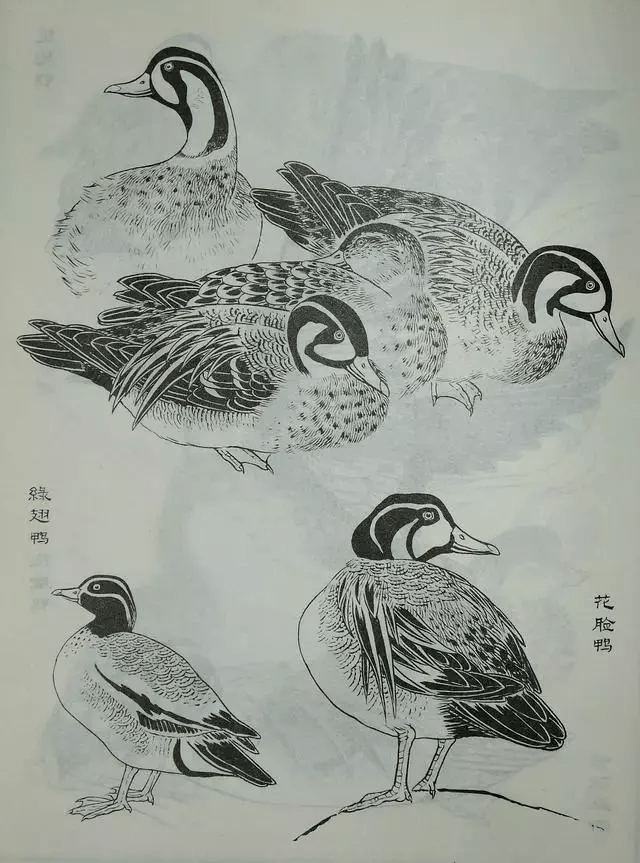 鸟类白描大全