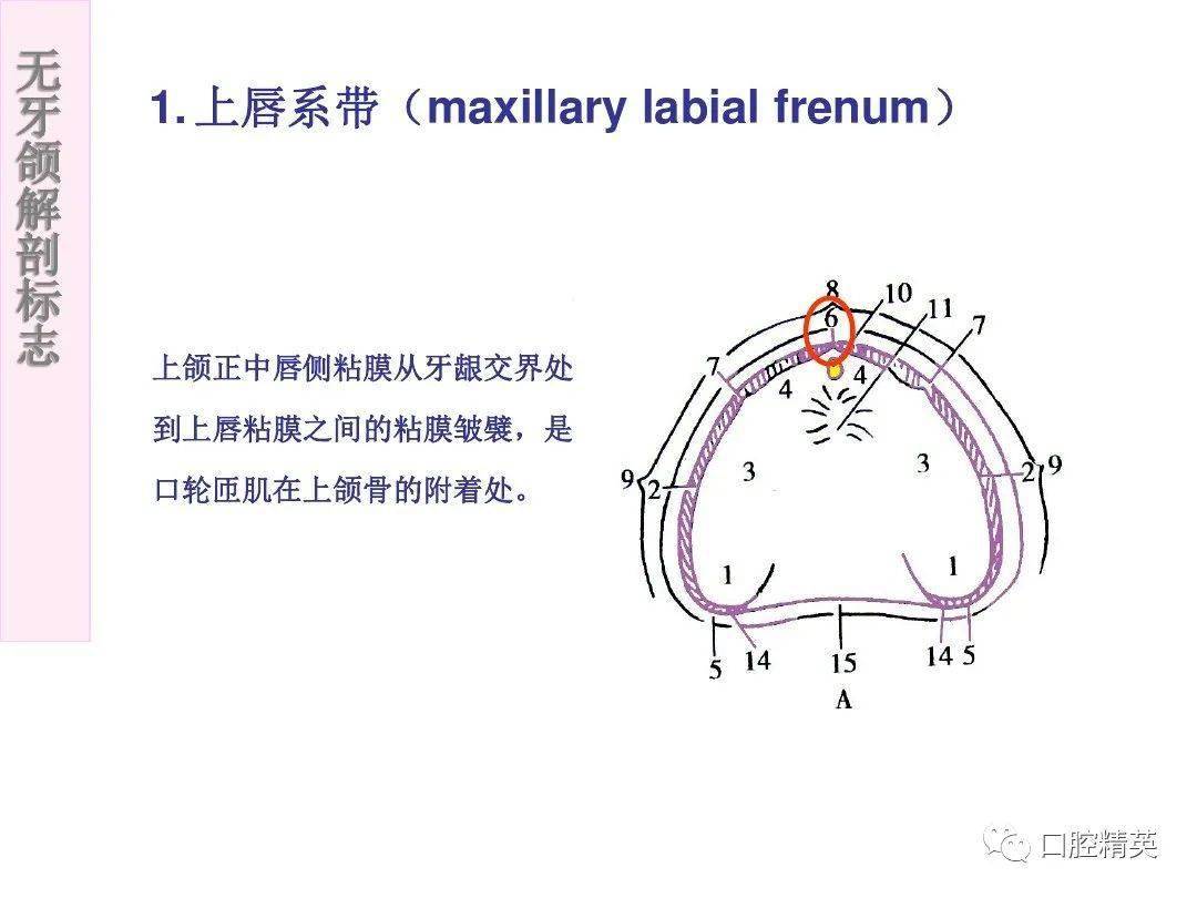 无牙颌解剖标志