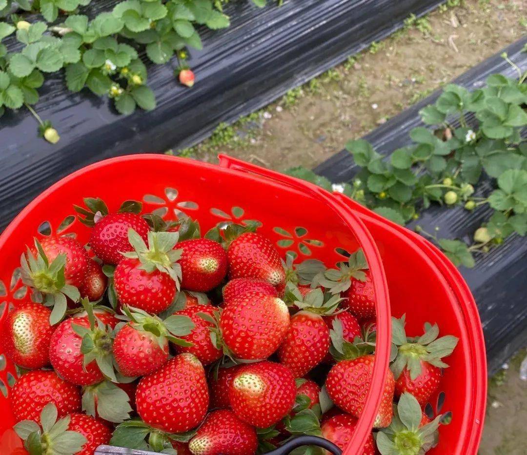草莓是什么时间丰收 98cd50ba17fb44f393afbf59b7e87083.jpeg