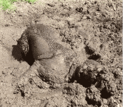 a287f14a7a894ab1a9e701b14b36cafb.gif