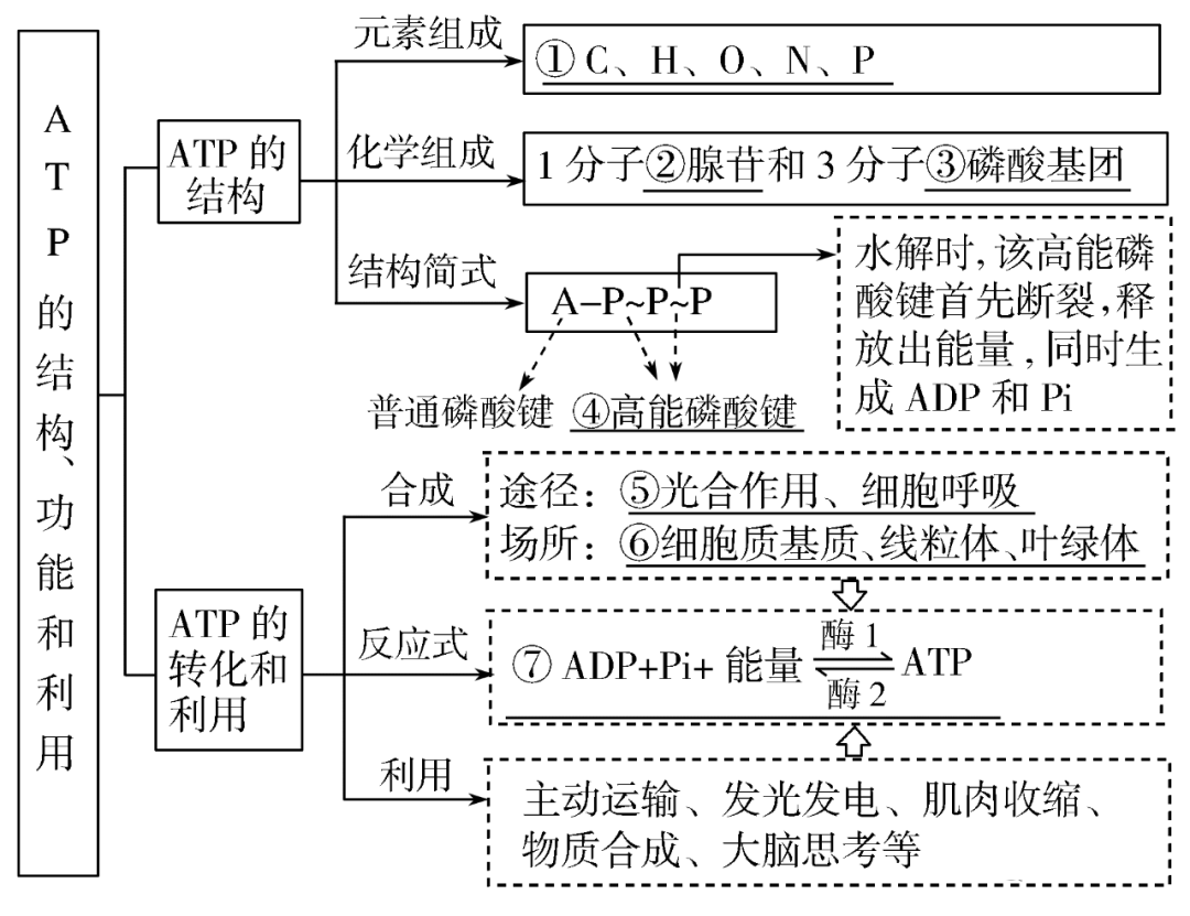 20细胞呼吸是atp的主要来源21叶绿体是植物光合作用的结构基础22光合