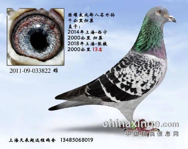 引入上海超远程嘉定鸟——成都冠军血系