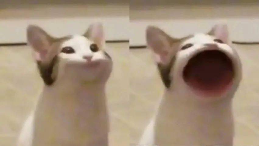 大嘴一张一合像是在说"阿巴阿巴"的小猫咪是最近在国外火起来的meme