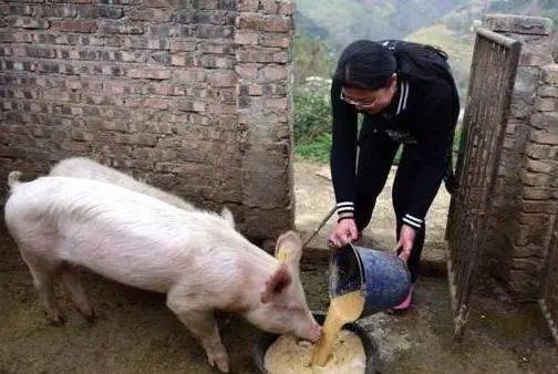 要想知道怎么改变猪不吃饭的现状,先要找到猪不吃饭的问题所在.