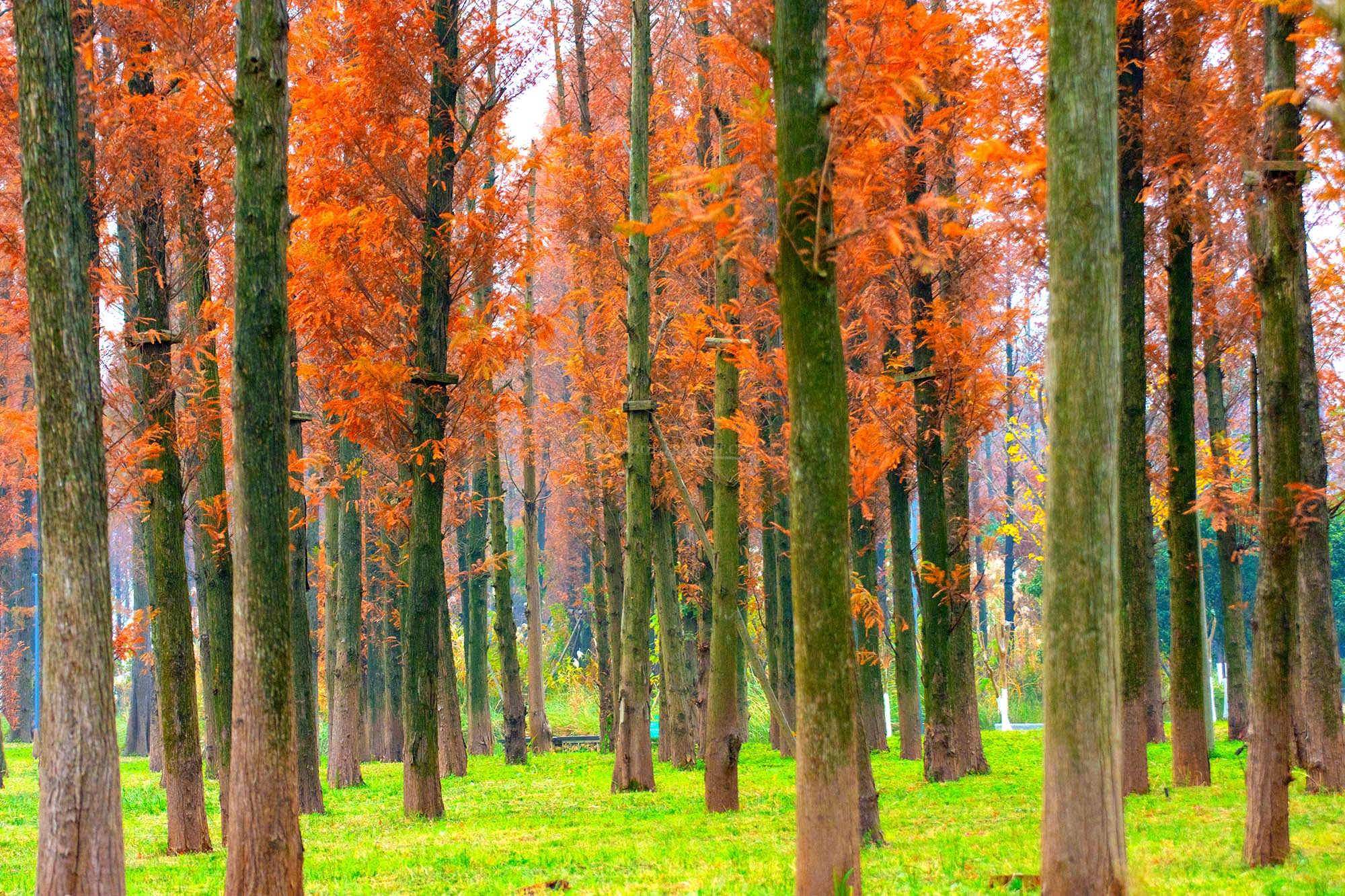 松是阴树还是阳树 95e7dc0181f44530b9dd5434d1f1a6a0.jpeg