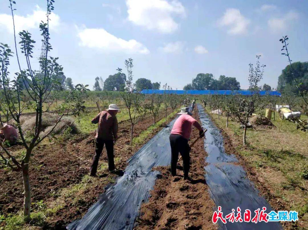 土桥不"土"立潮头—临夏县土桥镇实施农业产业结构优化升级见闻