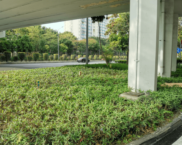 道转畔山路变化后变化前黄贝岭牌坊变化后变化前金华街转金塘街路口6