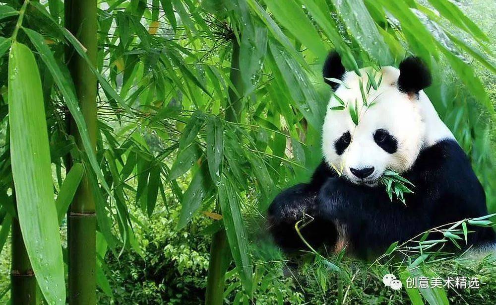 儿童画教程——爱吃竹子的大熊猫