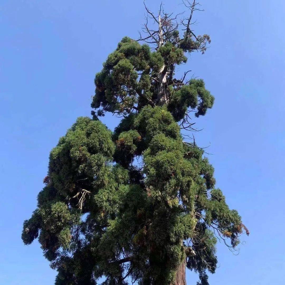 不嫌淡泊来相处若怨清贫去不留丨天台万年寺