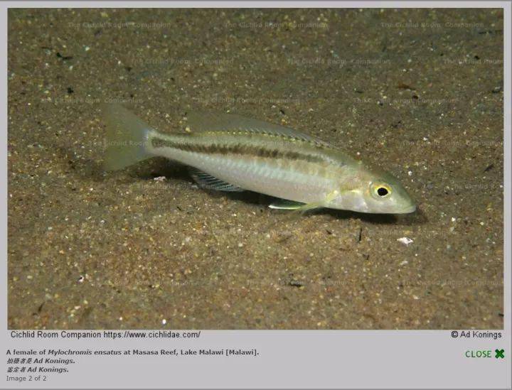 polystigma黑带丽莎nyassachromis nigritaeniatus皇室长嘴/长嘴大粒