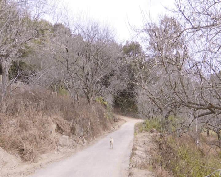 【旅游】揭阳民生热线报道:大坪镇一千多亩梅花陆续绽放