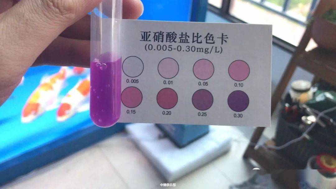 开缸已经一整个月了,这是近15天前后的测试对比,亚硝酸盐比色明显有
