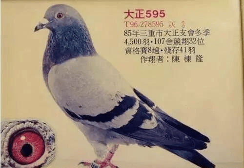 据说,很多中国鸽友都爱这一路血系_西翁