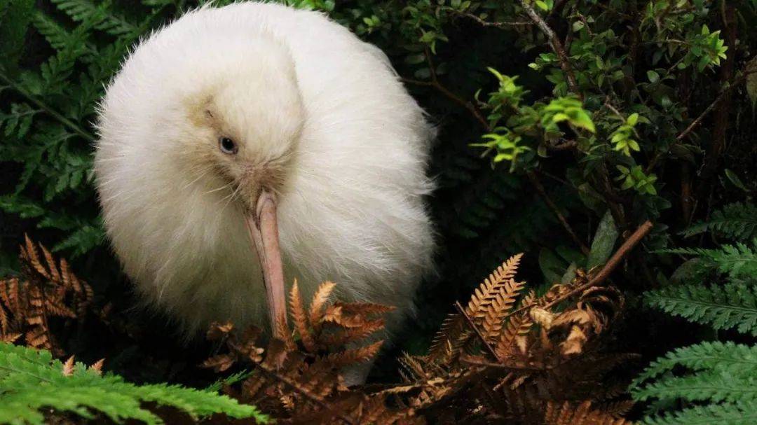 新西兰极为罕见的白色kiwi鸟,手术后不幸