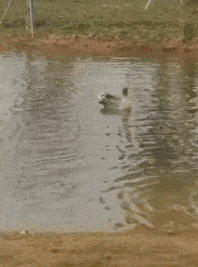 搞笑GIF:第一次见到这么无理的要求!