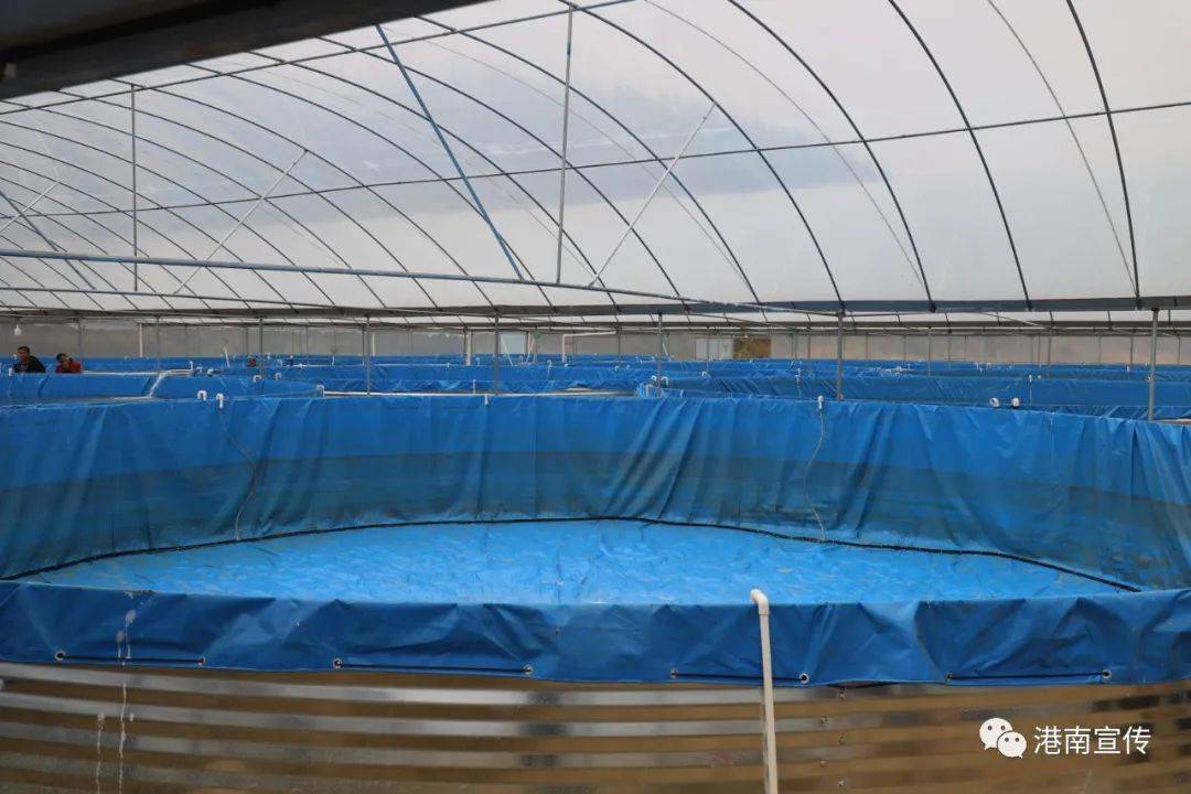 木格镇陈索村 高密"铁桶"养鱼惠及多方