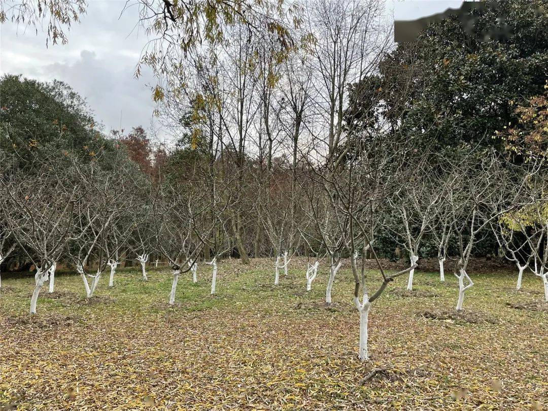 植物保护 针对桃树,海棠,紫叶李等树干进行涂白,不仅可以杀死树干上