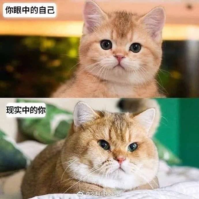 搞笑GIF:第一次见到这么无理的要求!