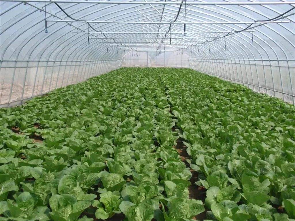 什么时候种花菜最合适 ca15594dd7e74932bb3e142880e88287.jpeg