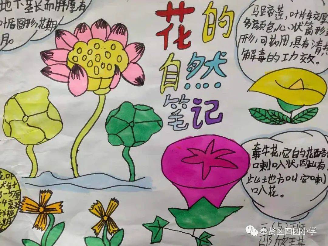 趣玩科学植物大作战四团小学开展第十五届科技节活动