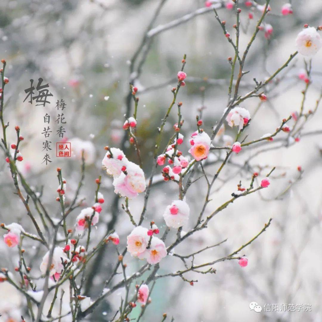 年年雪里 常插梅花醉有人绿蚁新醅有人踏雪寻梅我与梅花两白头已是