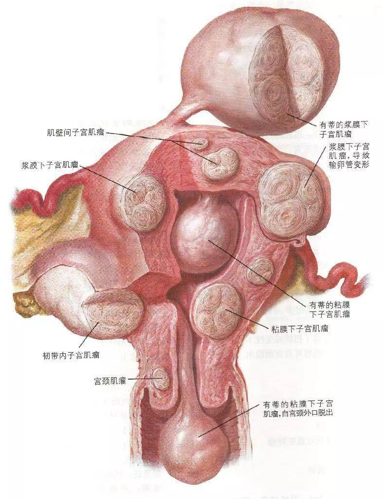 8度 子宫是人体最大的排毒器官  最容易淤积寒毒 当你宫寒严重时 里面