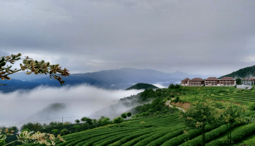 云南临沧市双江县冰岛村GDP_普洱春茶涨价趋势明显 业内呼吁价格回归合理
