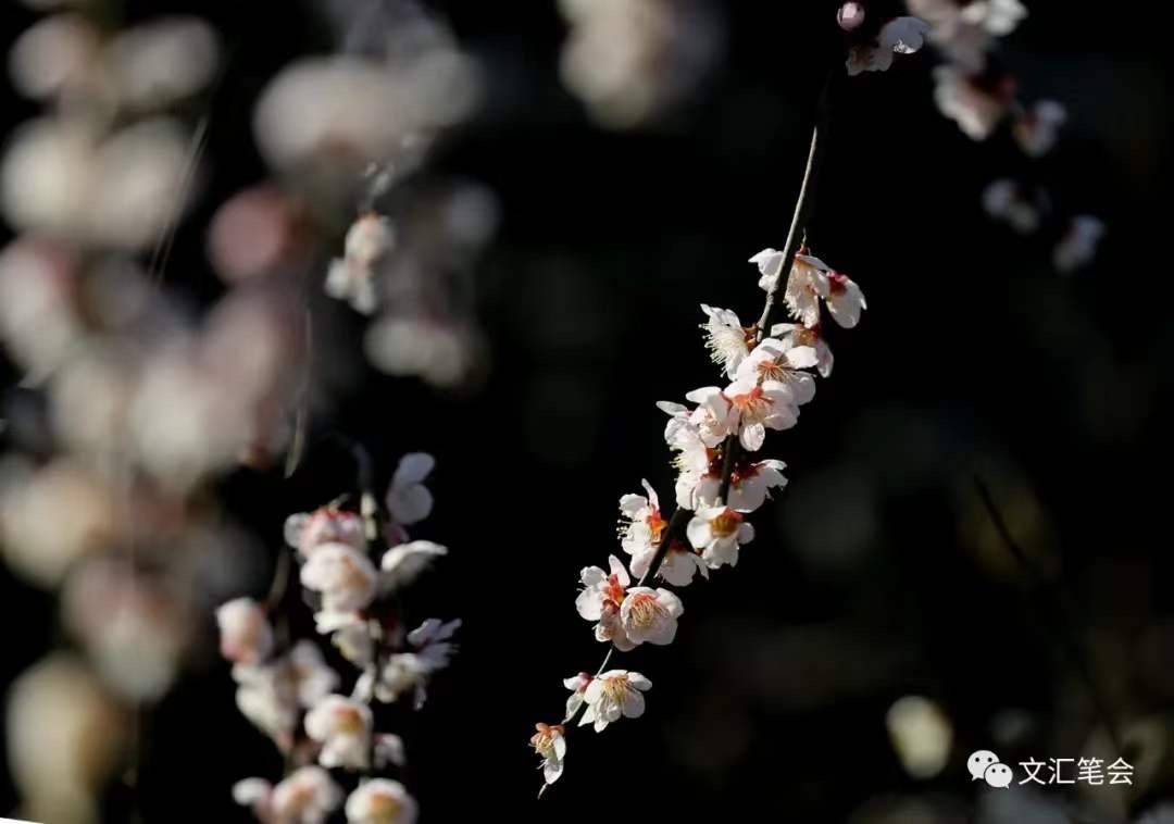 眼见梅花飘落 | 胡廷楣