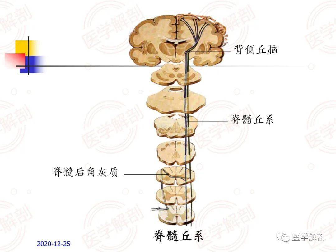 脑干的解剖及临床综合征