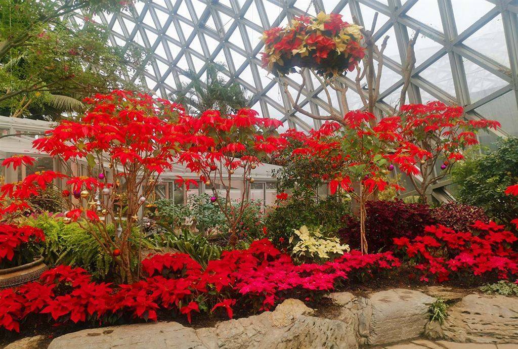 期间,牛年迎春--2021上海植物园迎春花展之年宵花展设置在展览温室