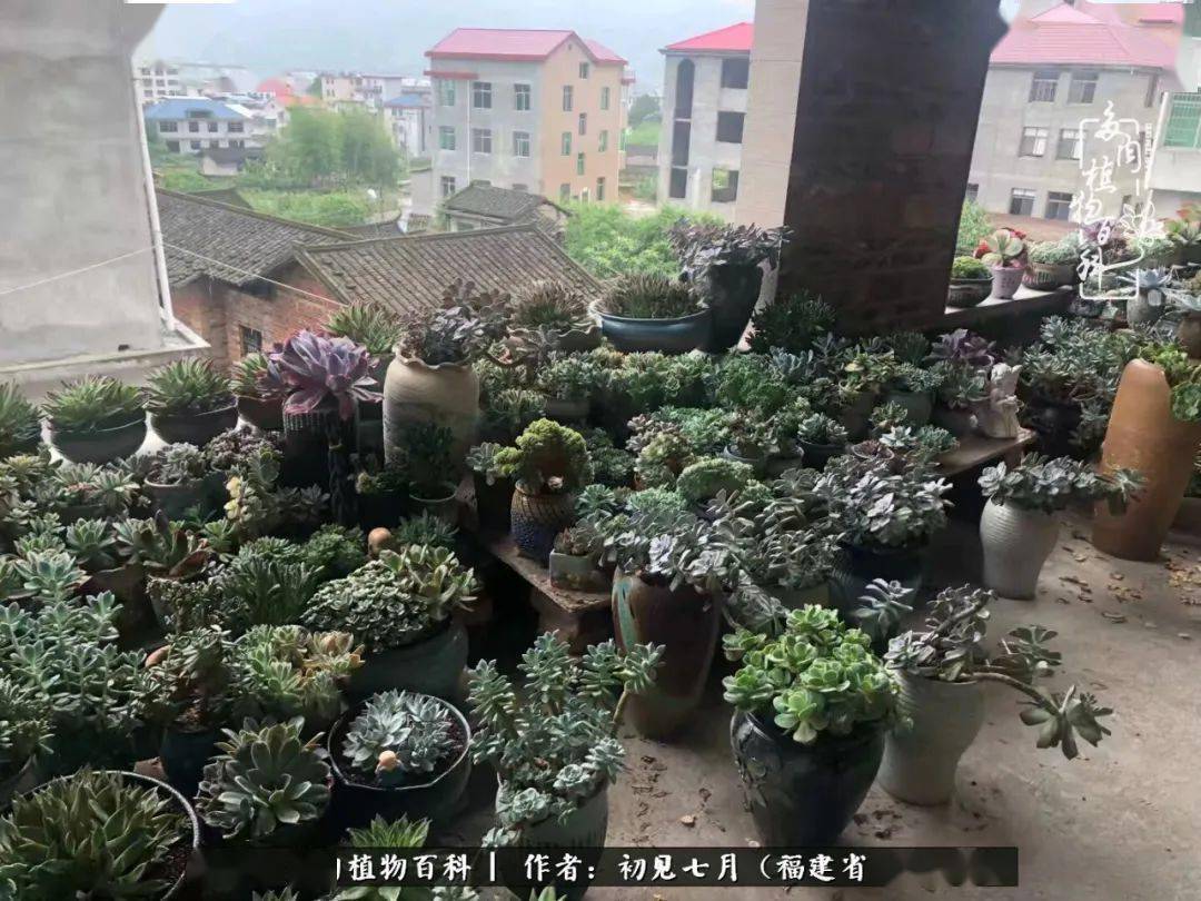 多肉小花园 55ee2ba8fb624250978e417f82a92379.jpeg