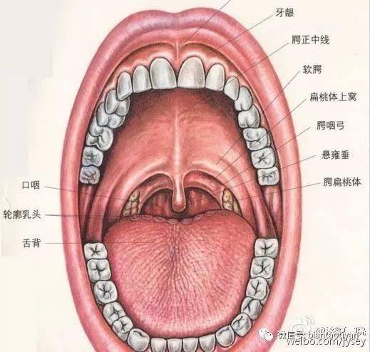 咽扁桃体(腺样体),咽鼓管扁桃体,咽侧索及咽后壁散在的淋巴滤泡等