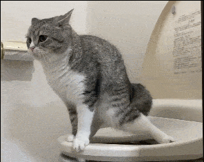 主人撞见猫咪在马桶上便便,动作超级熟练!