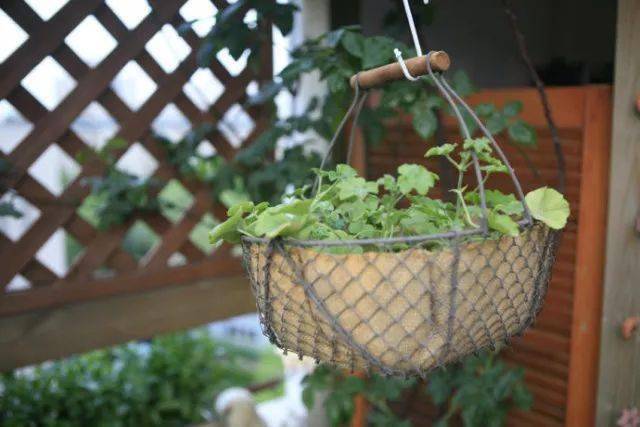 盆栽花卉怎么施肥 a43c5b1e9efd4cfdb2972c09d471f6b0.jpeg