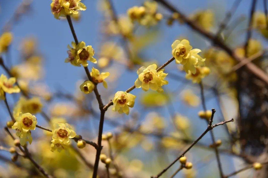 寒冬飘香~申城公园蜡梅陆续开放,杨浦赏花圣地在此!