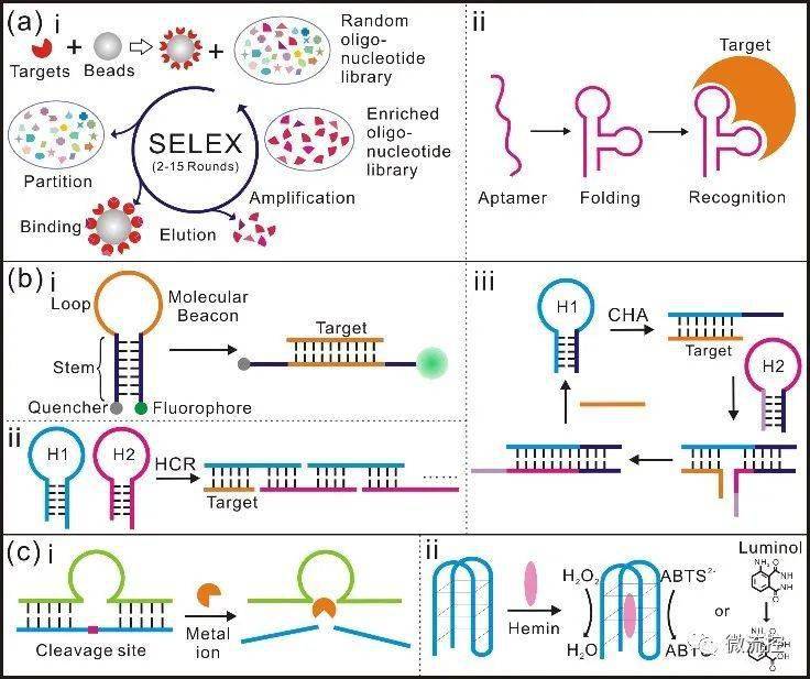 用于在体液和活细胞中识别癌症标志物的dna纳米机器 检测