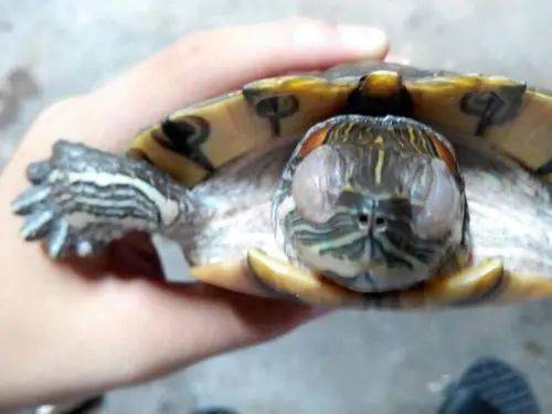 龟龟白眼病的预防和治疗