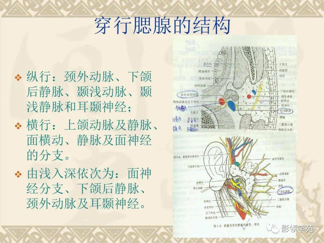 腮腺解剖及病变影像学表现