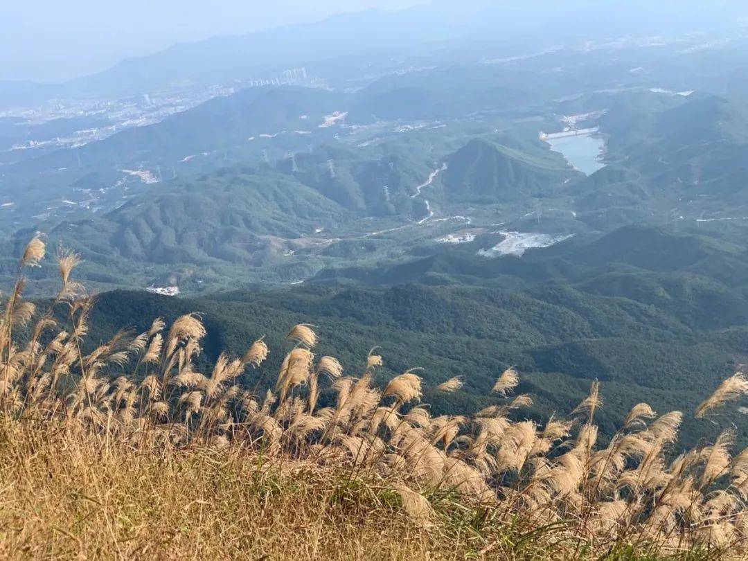 1月3号 惠州大南山大草坡穿越,满山遍野芦苇荡下摄影,云中漫步斧头石