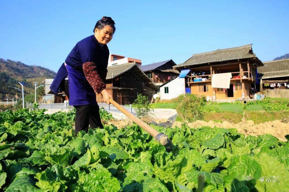 贵州省榕江忠诚镇有多少人口_榕江栽麻镇高硐村(3)