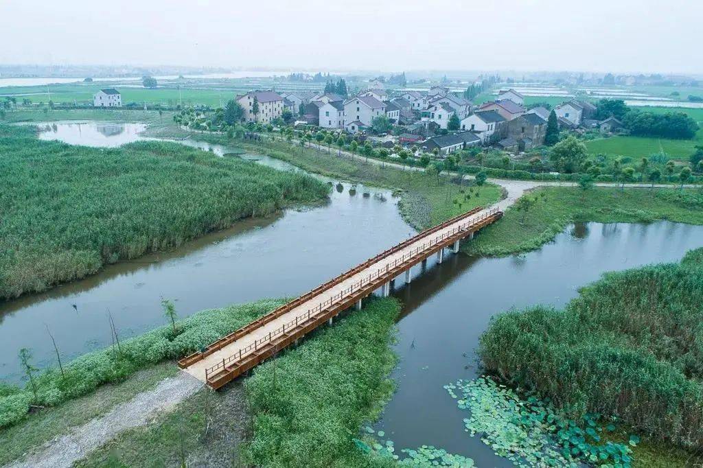 章湾荡湿地公园建设