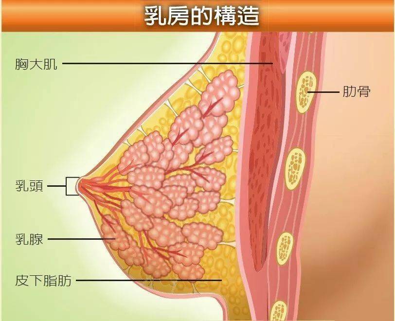 健身篇如何让自己的胸部更好看