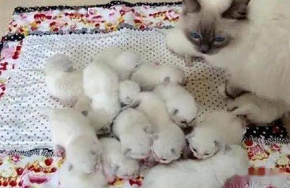 布偶猫连生16只小猫崽 喂奶时表情亮了:糟糕 奶位不够