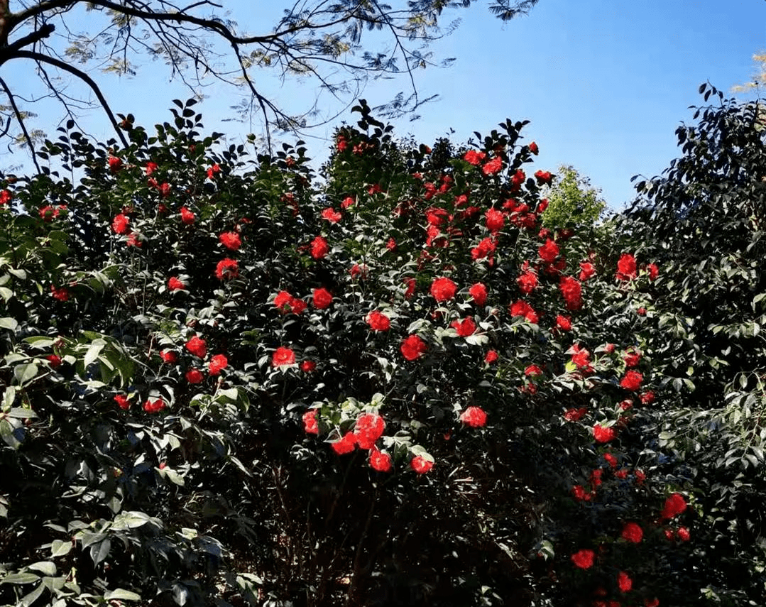 南海区小学排名2020_南海外国语学校2020年初中一年级、小学一(2)