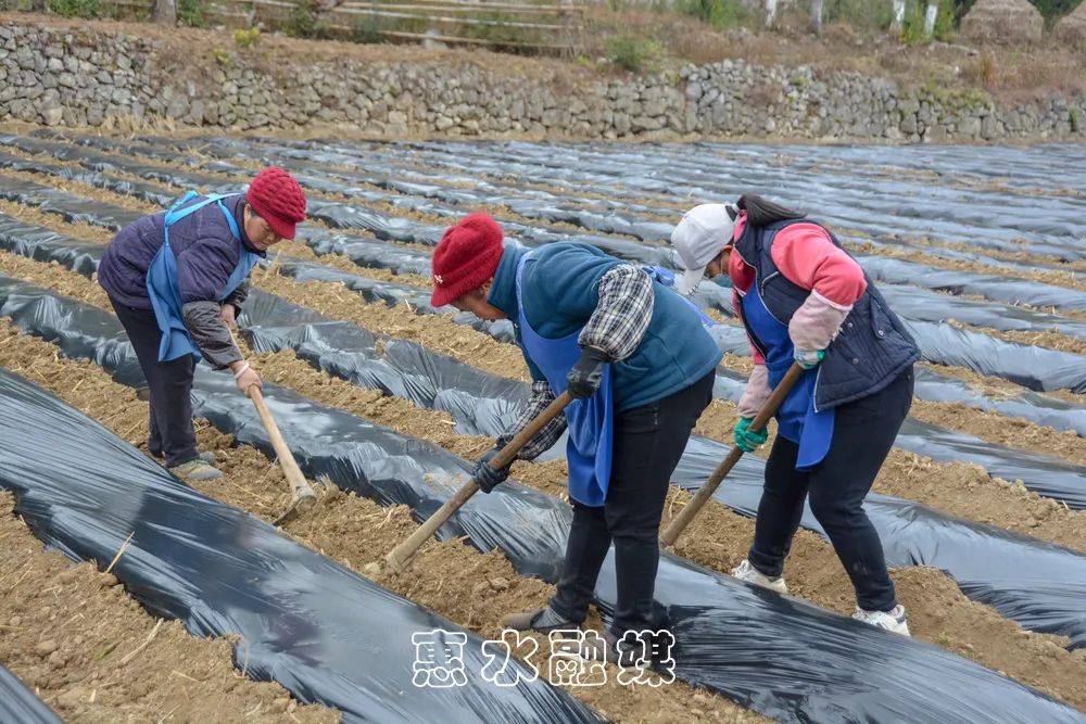 断杉镇人口_惠水县断杉镇(3)