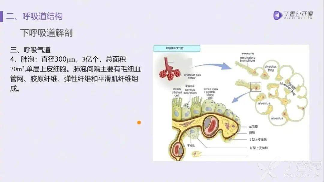 肺的五叶十八段解剖基础及 ct 病灶识别要点